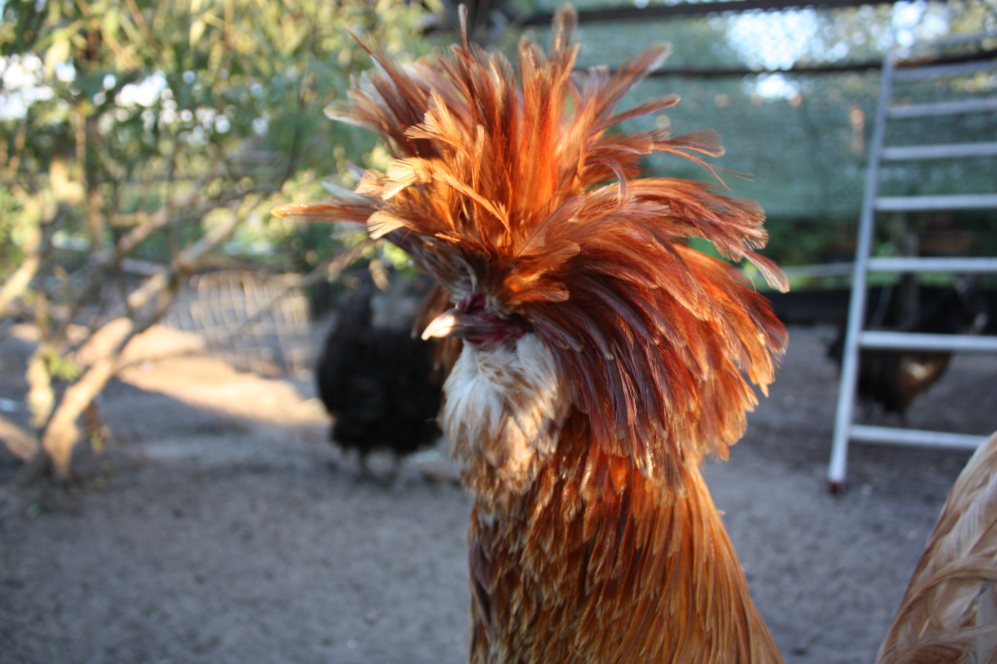 A red crested rooster at Irish Acres